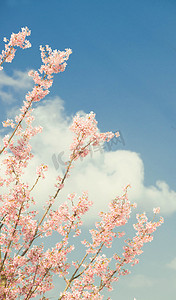 浪漫樱花季摄影照片_植物春樱花花园春游摄影图配图