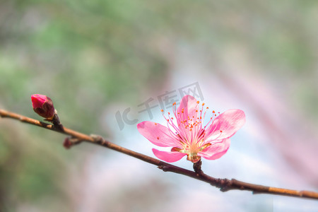 露珠桃花摄影照片_桃花源春天里一枝桃花盛开自然风景摄影图配图