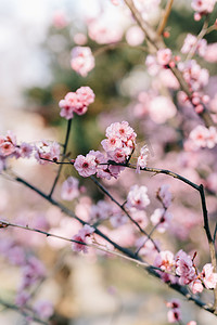 花梅花粉色梅花摄影照片_花朵冬季梅花公园盛开摄影图配图