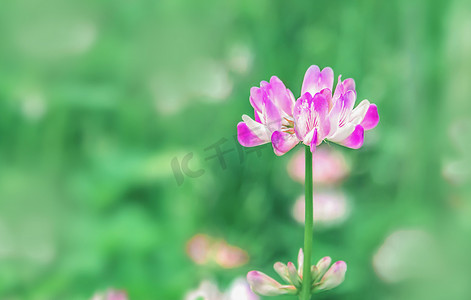 春天田野上小花朵盛开绿色摄影图配图