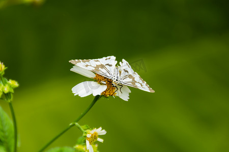 一只白蝴蝶白天户外野花上采蜜摄影图配图