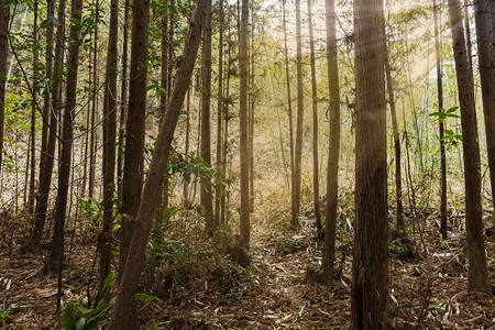 茂盛森林里白天户外光线斜照摄影图配图