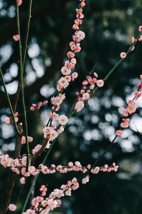 花朵冬季白天梅花室外公园绽放摄影图配图