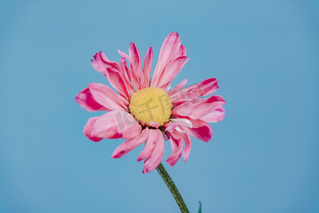 一朵文艺清新粉红色花朵摄影图配图