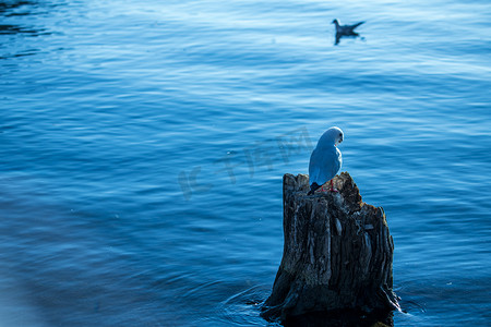 泸沽湖海鸥清晨动物室外摄影摄影图配图