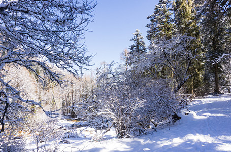 雪景风光摄影照片_自然风景冬天雪地森林风光高清摄影图配图
