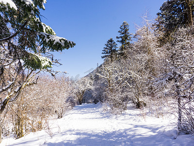 自然风景冬天雪地森林高清风光摄影图配图