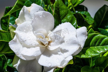 栀子花花朵白天栀子花白色花朵室内花朵摄影图配图