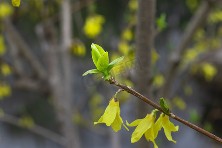 春天发芽雨天中午植物发芽绿植芽儿静物摄影图配图