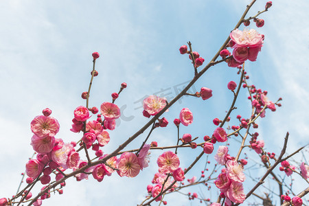 花摄影照片_冬天大寒晴天中午梅花红梅梅花山梅园静物摄影图配图