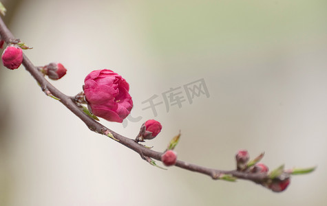 花春天碧桃春日花苞摄影图配图