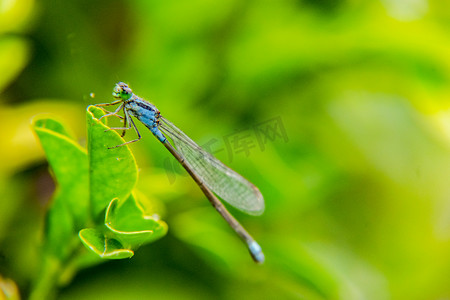 昆虫叶子摄影照片_一只美丽小蜻蜓白天户外在植物叶子上停留摄影图配图
