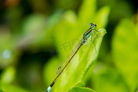 一只美丽的小蜻蜓白天户外在植物叶子上停留摄影图配图