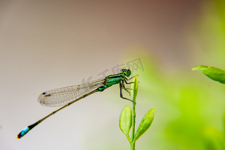 昆虫叶子摄影照片_一只小蜻蜓白天户外在植物叶子上停留摄影图配图