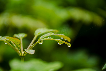 露珠桃花摄影照片_大白天户外雨后树叶上的露珠摄影图配图