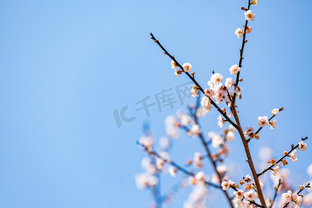 春节海报摄影照片_梅花春季赏花踏青花摄影图配图