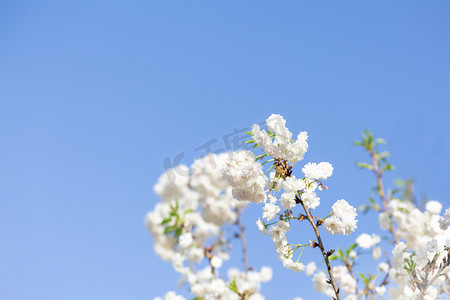 白色海报白色海报摄影照片_白色樱花春花朵生态园赏花摄影图配图