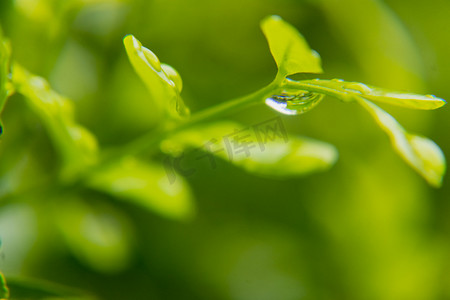 白天户外下雨后植物绿叶上的露珠摄影图配图