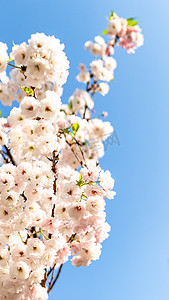 樱花春天花朵生态园赏花摄影图配图