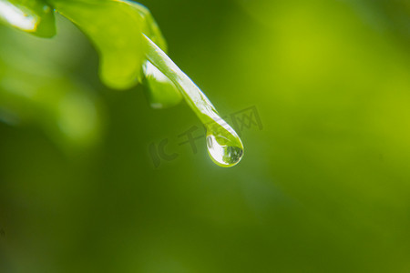 户外白天下雨后绿叶上的露珠摄影图配图