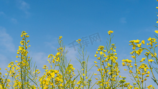 油菜花春分菜花公园赏花摄影图配图