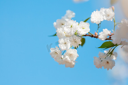 樱花png摄影照片_樱花春天花季生态园赏花摄影图配图