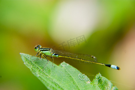 昆虫叶子摄影照片_白天户外停留在植物叶子上的一只蜻蜓摄影图配图