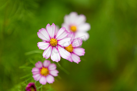 格桑花春花朵公园赏花摄影图配图