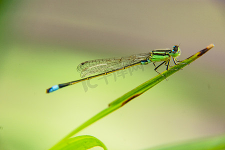户外白天一只小蜻蜓在植物绿叶上停留摄影图配图