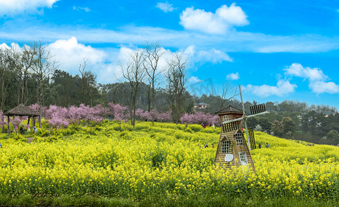 清明香炉摄影照片_春游油菜花赏花摄影图配图