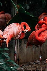 珍稀摄影照片_保护珍稀动物鸟类火烈鸟摄影图配图