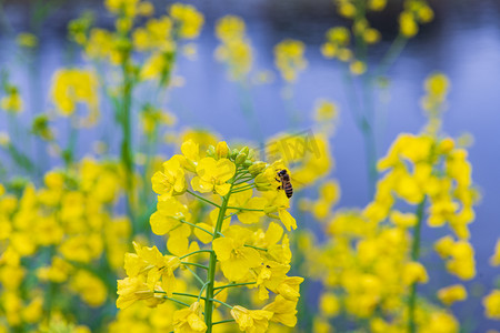 春季出游摄影照片_油菜花小蜜蜂上午油菜花室外采蜜摄影图配图