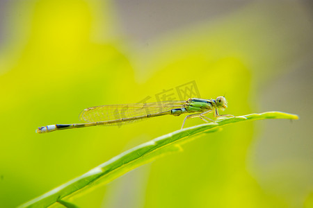 一只蜻蜓白天户外在绿叶上停留摄影图配图