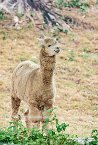 动物大自然生态保护动物羊驼摄影图配图