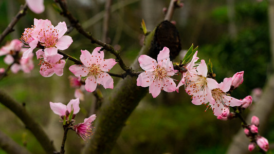桃花盛开春天桃树田园绽放摄影图配图