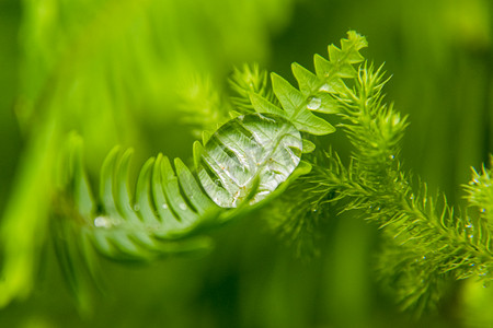 春天踏青春游摄影照片_白天户外雨后在植物叶子上的露珠摄影图配图