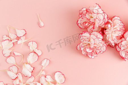 粉色康乃馨摄影照片_康乃馨母亲节花室内节日摄影图配图