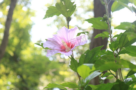 木槿夏天花花园开花摄影图配图