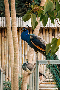 珍稀保护动物鸟类孔雀摄影图配图