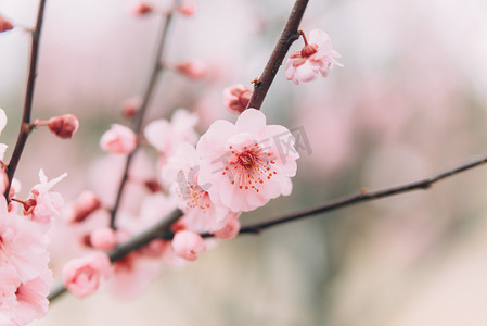 冬季手抄报边框摄影照片_植物花白天冬季梅花室外枝头盛开绽放摄影图配图