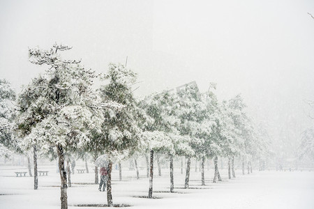 野外图片摄影照片_下雪白天雪松野外下雪摄影图配图