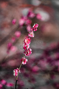 春季红梅白天榆叶梅红梅树枝室外春季红梅摄影图配图