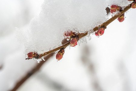 冬季雪景白天桃树树枝室外雪景摄影图配图
