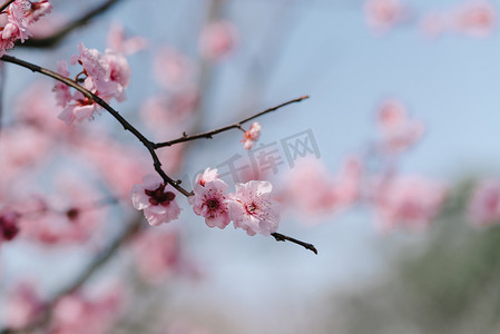 腊八送福摄影照片_植物花冬季梅花枝头绽放摄影图配图