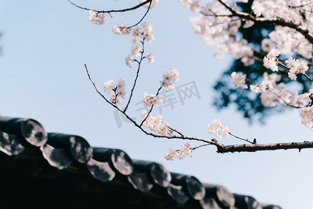 粉红色摄影照片_植物花春天樱花屋檐摄影图配图