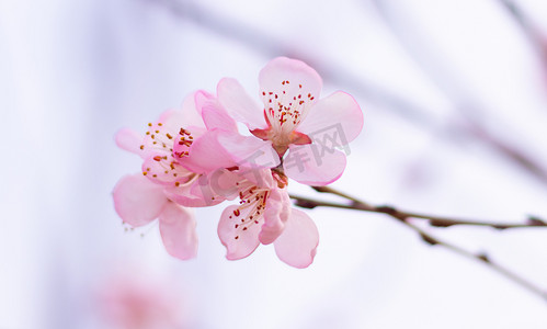 开花摄影照片_春天简约桃花春天春季桃花室外静物摄影图配图