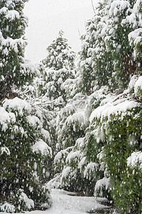 冬季雪景白天树枝落雪室外下雪摄影图配图