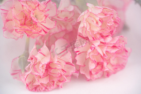 女神节白天康乃馨花朵室内花艺摄影图配图