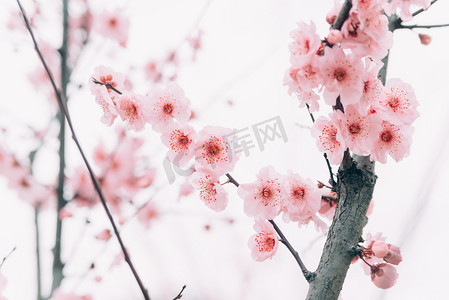 植物花冬季白天梅花公园枝头盛开开放摄影图配图