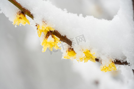 冬季雪景白天迎春花黄花室外雪景摄影图配图